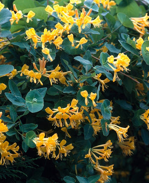 Lonicera x tellmanniana Tellmann's honeysuckle, whorled cluster of coppery orange tubular flowers