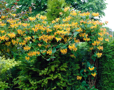 Lonicera x tellmanniana