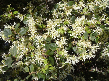 Loropetalum chinense