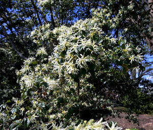Loropetalum chinense