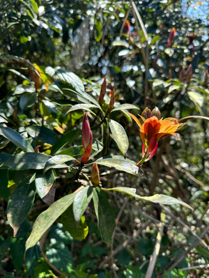 Machilus thunbergii, glossy dark evergreen foliage with copper-bronze new growth on a broadleaf tree