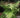 Thelypteris torresianna