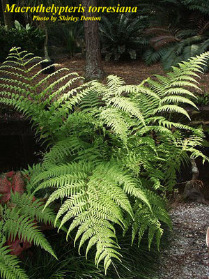 Thelypteris torresianna