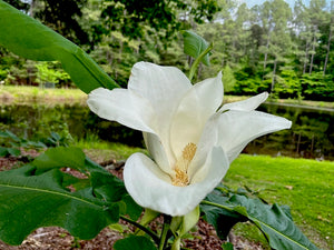 Magnolia ashei Ashe magnolia, large creamy-white flower with purple blotch at the petal bases