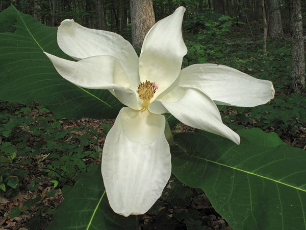 Magnolia macrophylla