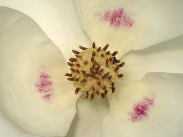 Magnolia macrophylla