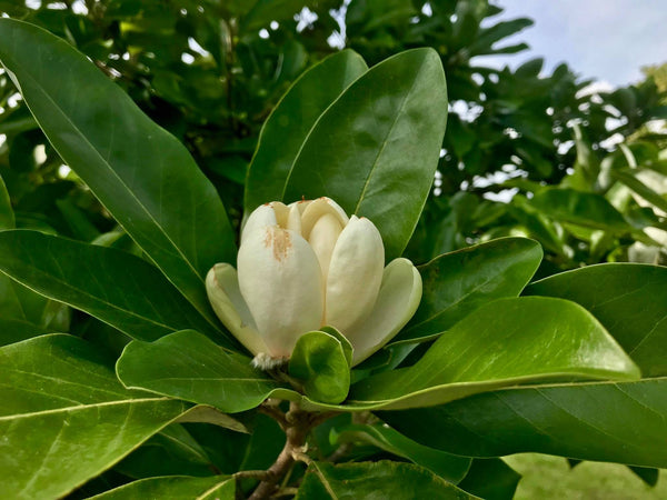 Magnolia virginiana ludoviciana
