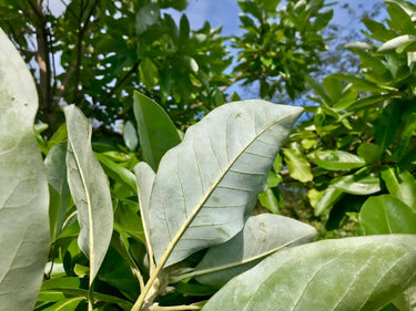 Magnolia virginiana ludoviciana