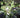 Magnolia virginiana var. australis