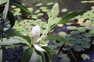 Magnolia virginiana var. australis southern sweetbay, creamy-white flower among glossy silver-backed evergreen leaves