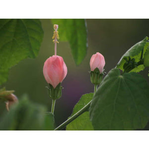 Malvaviscus drummondii 'Pam Puryear', furled soft shell-pink Turk's cap flower