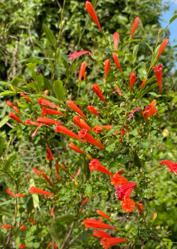 Manettia cordifolia (glabra)