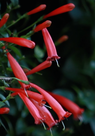 Manettia cordifolia (glabra)