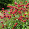 Monarda 'Jacob Cline', bee balm, a native perennial offered by Woodlanders.