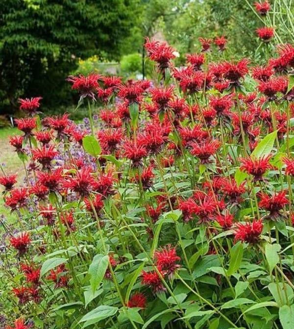 Monarda 'Jacob Cline'