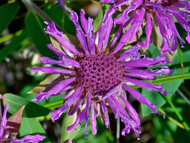 Monarda fistulosa
