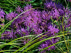 Monarda fistulosa wild bergamot, shaggy lavender-pink flower heads in a summer meadow