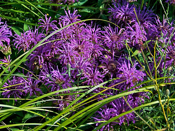 Monarda fistulosa