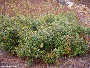 Morella pumila dwarf waxmyrtle, low aromatic evergreen groundcover of small leaves