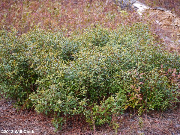 Morella pumila
