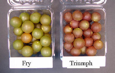 Triumph muscadine grape vine with bronze Vitis rotundifolia fruit