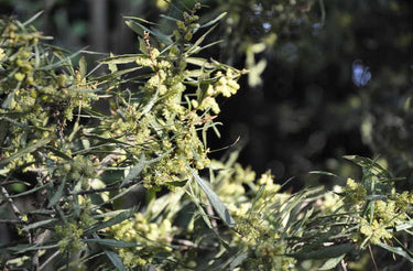 Morella pumila 'Willow Leaf'