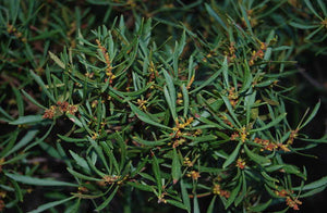 Morella pumila 'Willow Leaf' dwarf waxmyrtle, narrow willow-like aromatic evergreen leaves