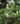 Myrica inodora