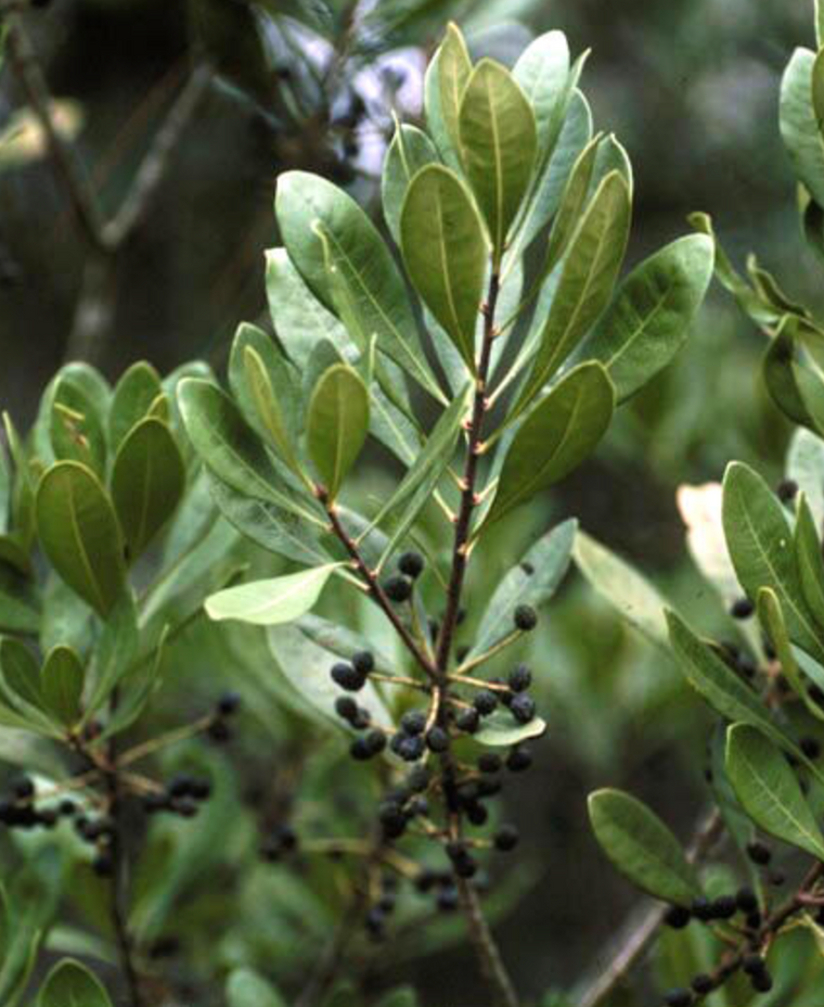 Myrica inodora