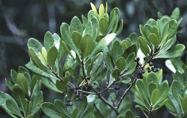 Myrica inodora