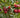 Red fruits on a tree with green leaves