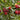 Red fruits on a tree with green leaves
