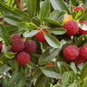 Red fruits on a tree with green leaves
