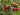 Red fruits on a tree with green leaves