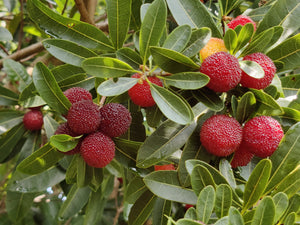 Myrica rubra, yangmei, clusters of bumpy crimson bayberry fruit among glossy green leaves