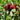 Red fruits on a tree branch with green leaves