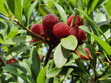 Red fruits on a tree branch with green leaves