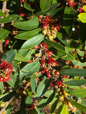 Distylium myricoides blue-leaf isu tree with narrow blue-green evergreen leaves