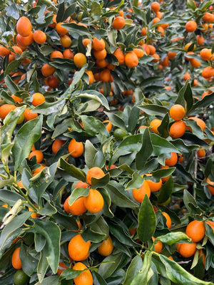 Nagami kumquat with clusters of small oval orange fruit among glossy evergreen leaves