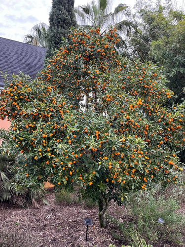 Nagami Kumquat