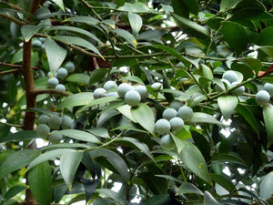 Nageia nagi, the nagi, glossy broad midribless evergreen leaves with parallel veins on a slow conifer