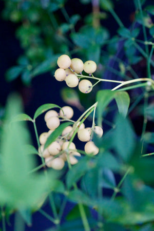 Nandina domestica 'Leucocarpa', white-berried heavenly bamboo, with creamy-yellow berry clusters and fern-like foliage
