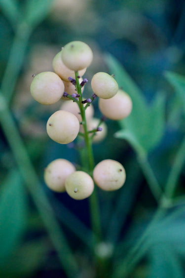 Nandina domestica 'Leucocarpa'