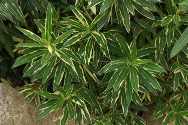 Nerium oleander 'Variegata'