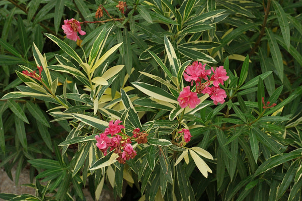 Nerium oleander 'Variegata'