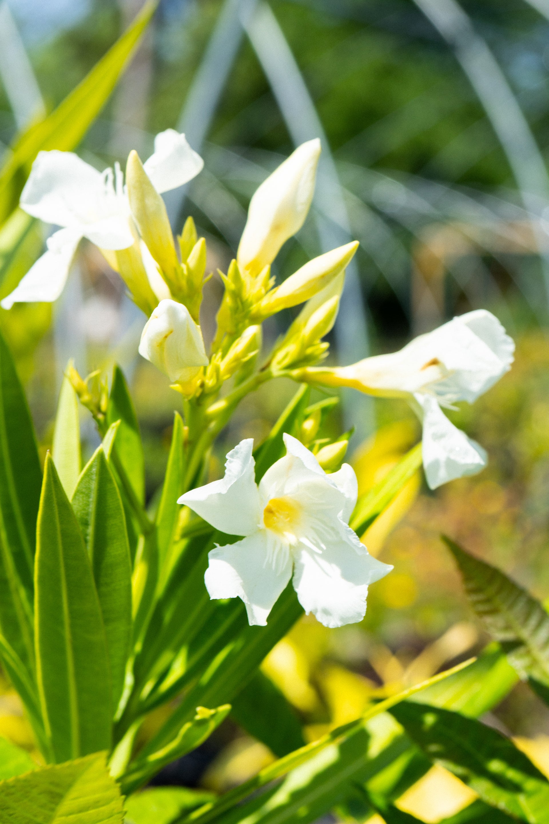 fertilizer for oleander plants Nerium oleander "White" – Summer Flowering Evergreen Shrub – Woodlanders