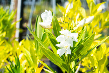 Nerium oleander 'White'