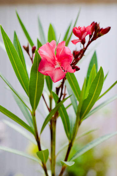 Nerium oleander 'Hardy Pink'