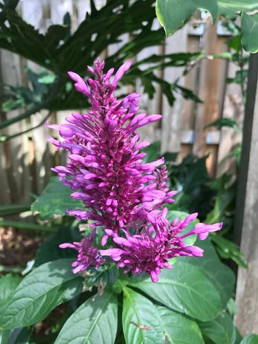 Odontonema callistachyum