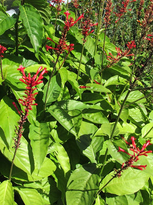 Odontonema strictum firespike, erect scarlet flower spike above glossy dark green foliage